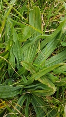 Plantago lanceolata
