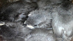 Baeolophus atricristatus