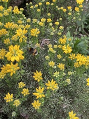 Bombus