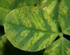 Uromyces trifolii-repentis