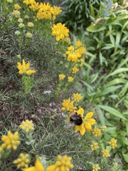Bombus
