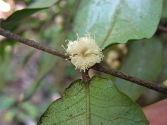 Myrciaria glomerata