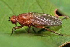 Schroederella iners