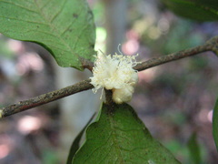 Myrciaria glomerata