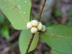 Myrciaria glomerata