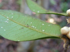 Myrciaria glomerata