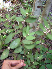 Myrciaria glomerata