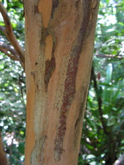 Myrciaria glomerata