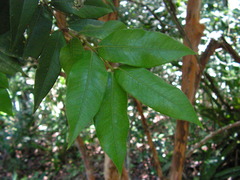 Myrciaria glomerata