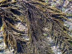 Sargassum muticum