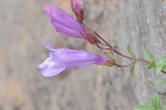Penstemon fruticosus
