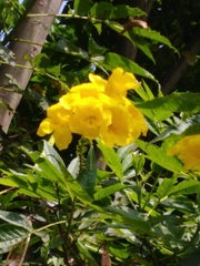 Tecoma stans