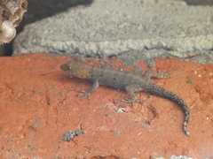 Gonatodes albogularis fuscus