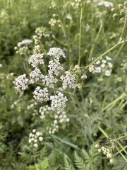 Anthriscus sylvestris
