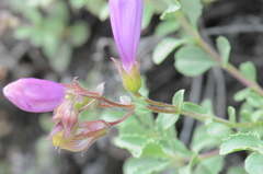 Penstemon fruticosus