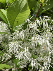 Chionanthus