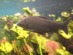 Prochilodus lineatus