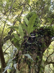 Lepidomicrosorium superficiale