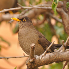 Turdus fuscater fuscater