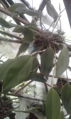 Restrepia antennifera