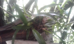 Caucaea