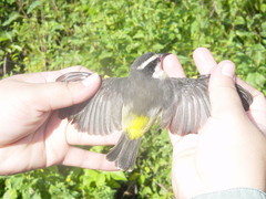 Coereba flaveola caboti