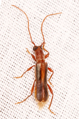 Ossibia fuscata