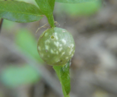 Dryocosmus quercuslaurifoliae