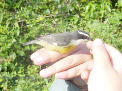 Coereba flaveola caboti