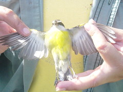 Coereba flaveola caboti