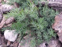 Podocarpus elongatus
