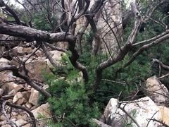 Podocarpus elongatus