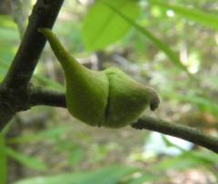 Callirhytis quercusventricosa