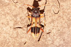 Phoracantha recurva
