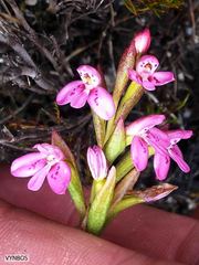 Disa vaginata