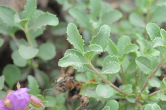 Penstemon fruticosus