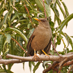 Turdus fuscater fuscater