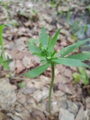 Ranunculus cassubicus