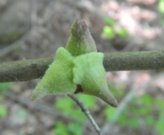 Callirhytis quercusventricosa