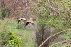 Pterocles personatus