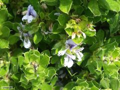 Psoralea obliqua