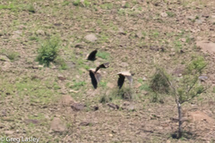 Pterocles personatus