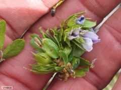 Psoralea obliqua