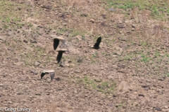 Pterocles personatus