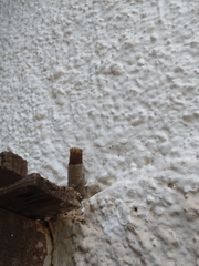 Nannotrigona testaceicornis