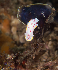 Goniobranchus hunterae