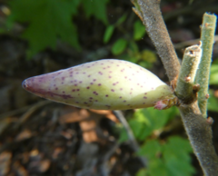 Amphibolips acuminata