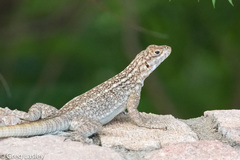 Oplurus quadrimaculatus