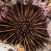 Western Pacific Purple Sea Urchin - Photo (c) Marine Explorer (Dr John Turnbull), some rights reserved (CC BY-NC-SA)