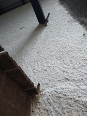 Nannotrigona testaceicornis